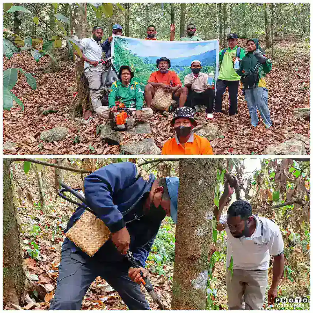 Tak Menunggu Pala Mati, Brigade Tomandin Suntik Nutrisi ke Tanaman yang Terdampak Kekeringan